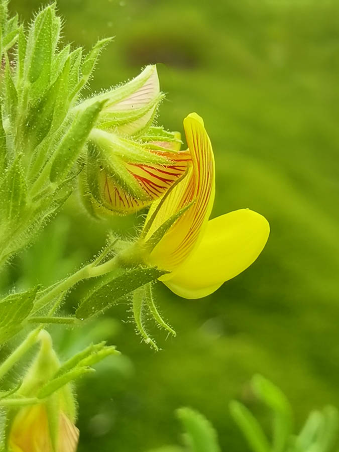 Ononis natrix photo